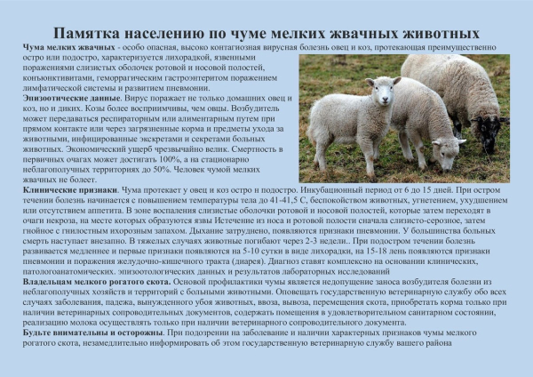 Чума мелких жвачных животных