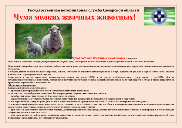 Чума мелких жвачных животных