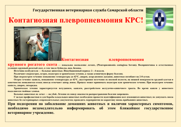 Контагиозная плевропневмония