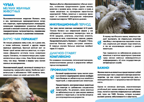 Внимание чума